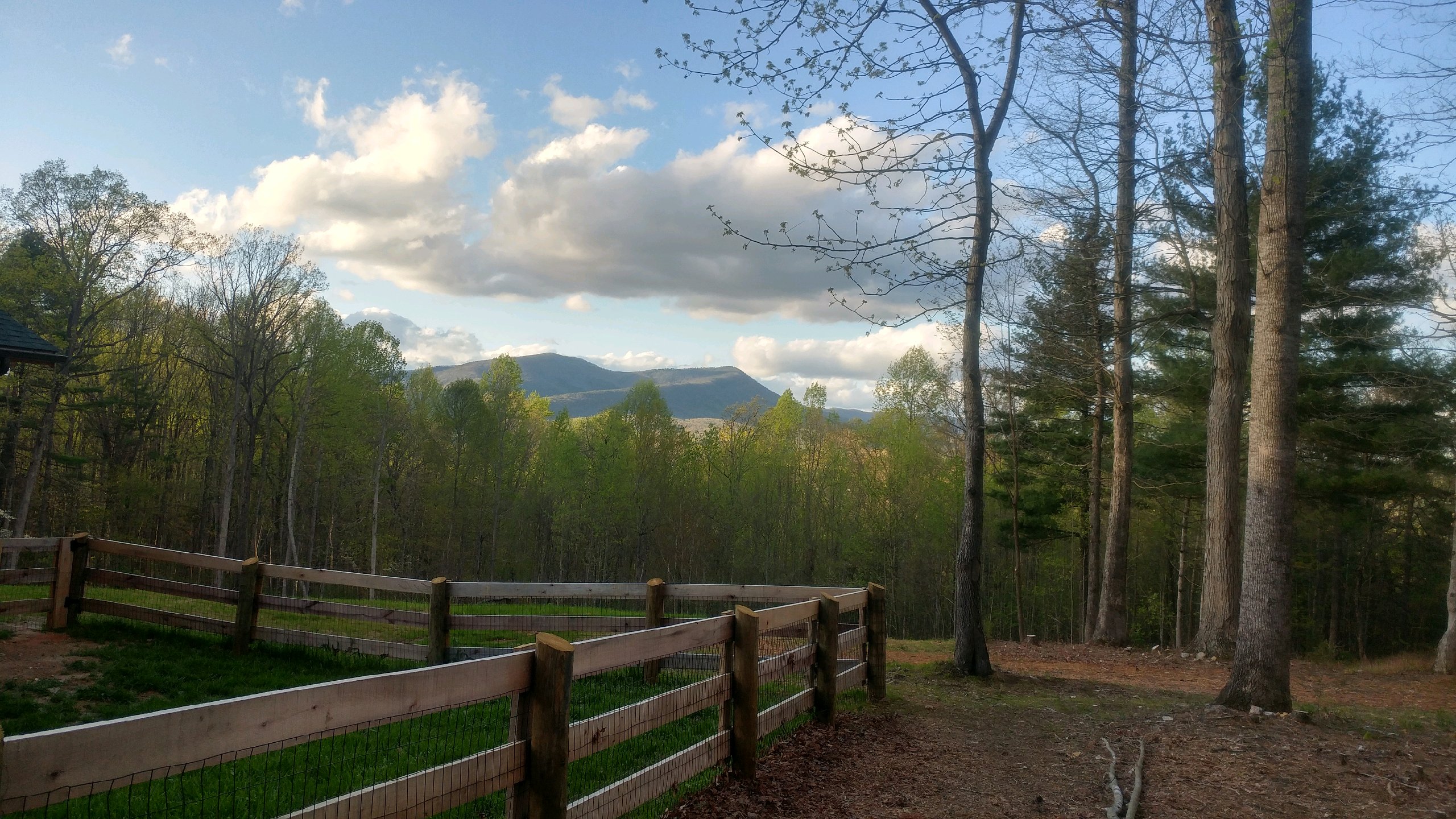 A view from dog pen_4.15.20